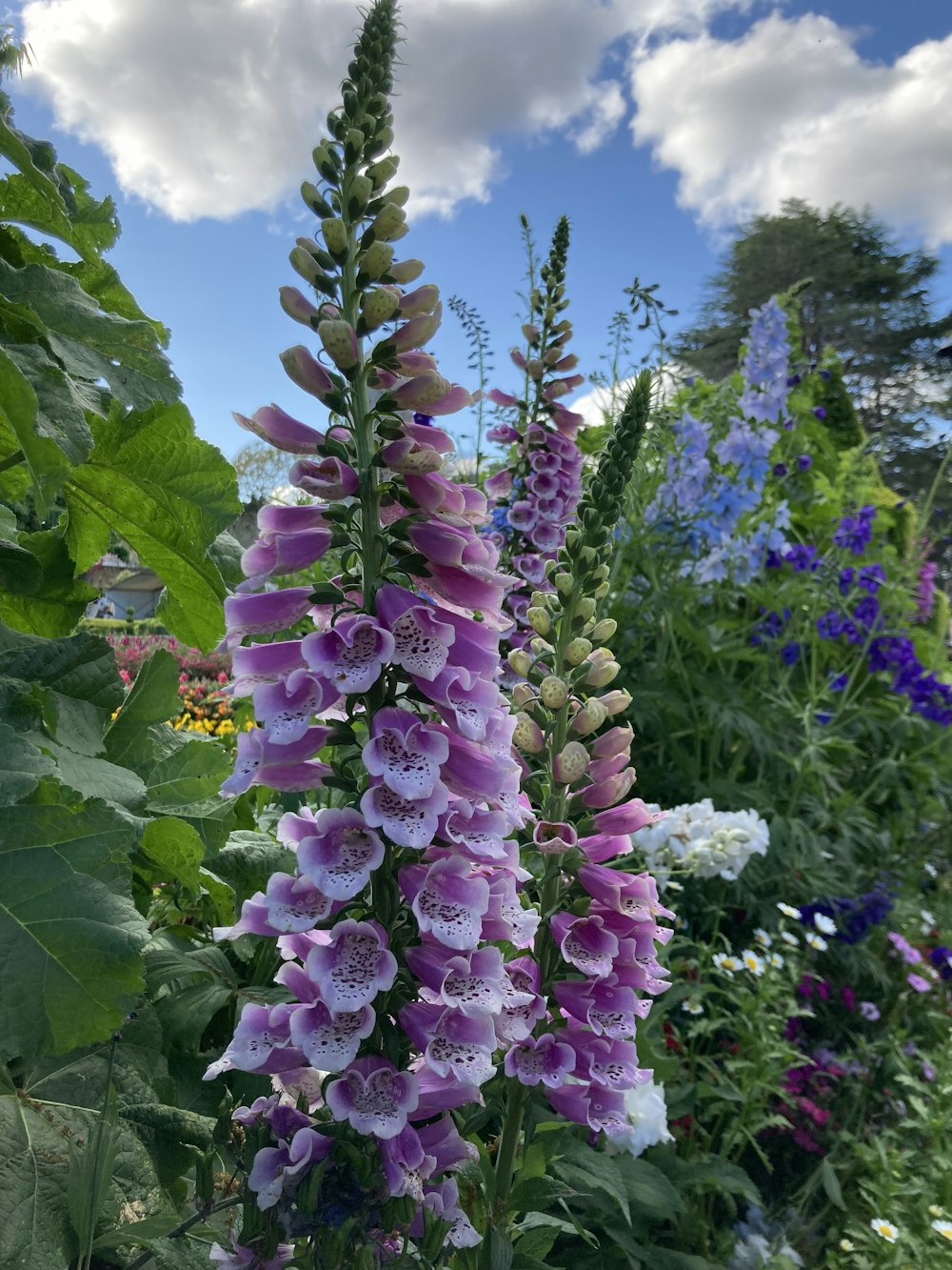 a purple flower with green leaves