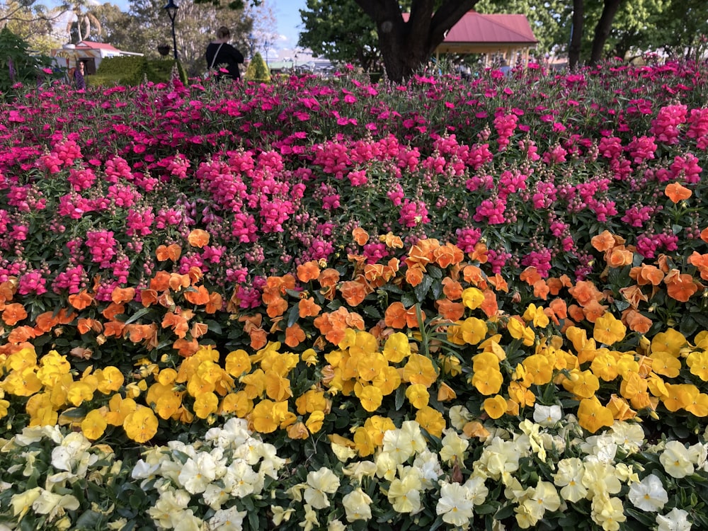 un champ de fleurs colorées