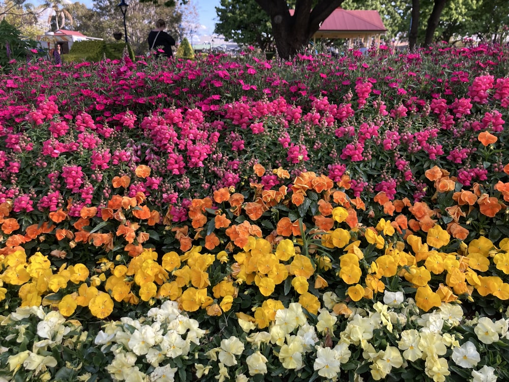 a field of colorful flowers