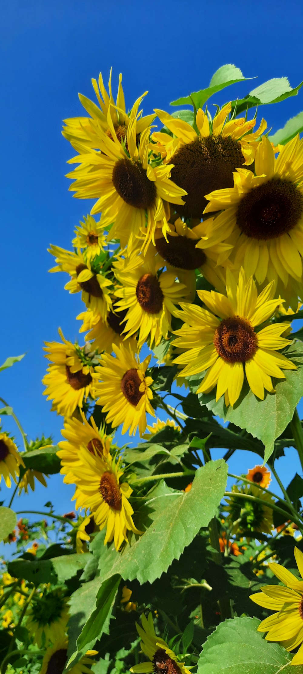 un groupe de tournesols