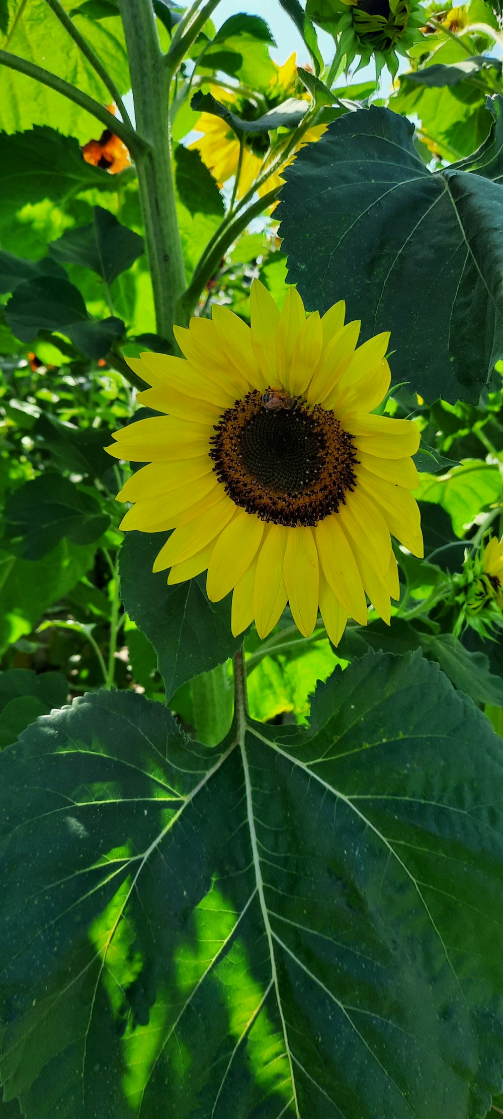 a yellow flower with green leaves