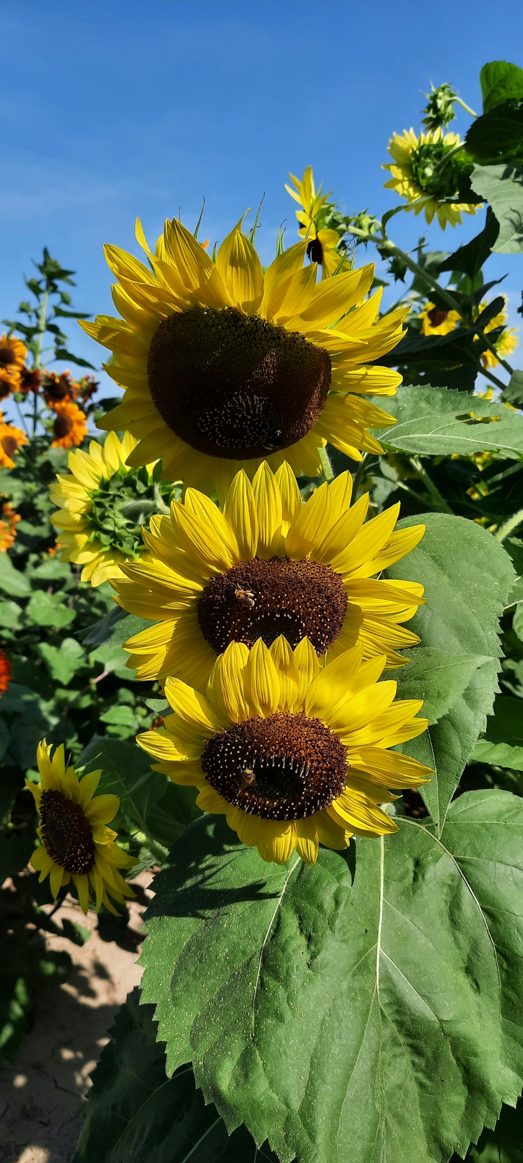 Three drooping sunflowers 🌻. It's hard work looking this beautiful. 🙂