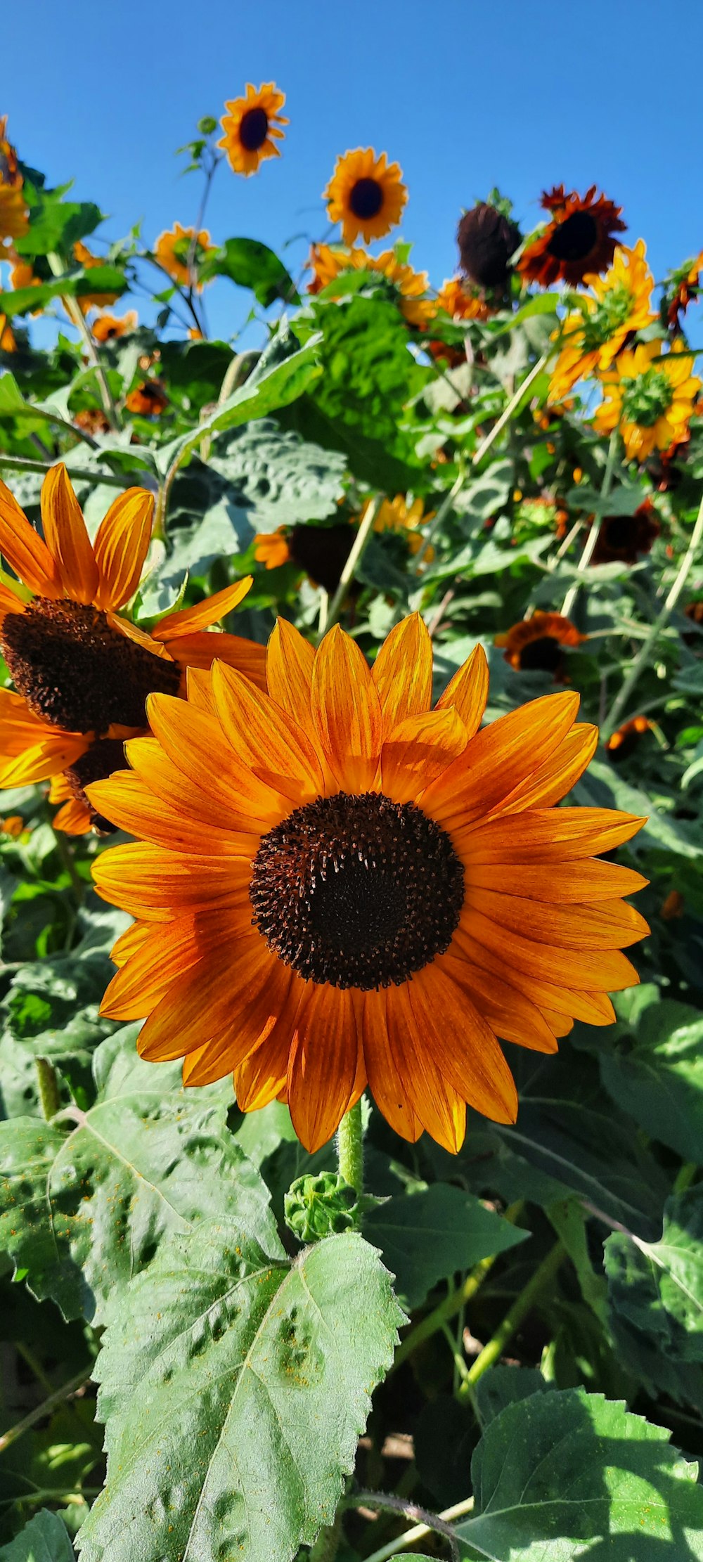 Un grupo de girasoles