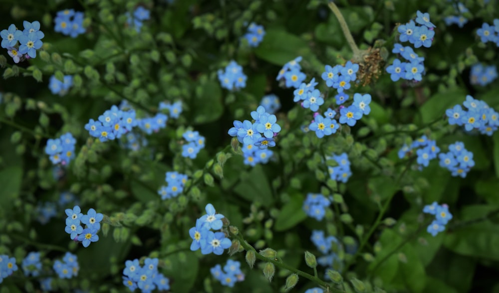 a close up of blue flowers