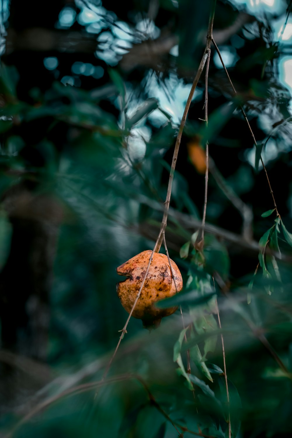 a close up of a bug on a plant