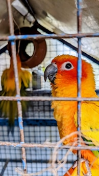 A vibrant orange and yellow parrot with a black beak is perched inside a cage. The parrot is facing forward, with its colorful plumage prominently displayed. Another parrot with similar colors is partially visible in the background, also inside the cage.
