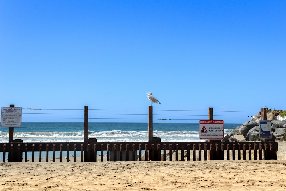 a bird on a fence at the beach