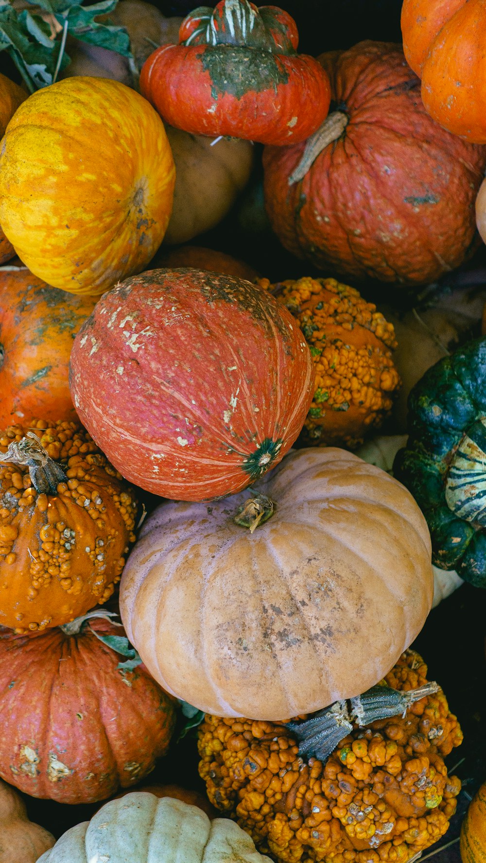 a pile of pumpkins