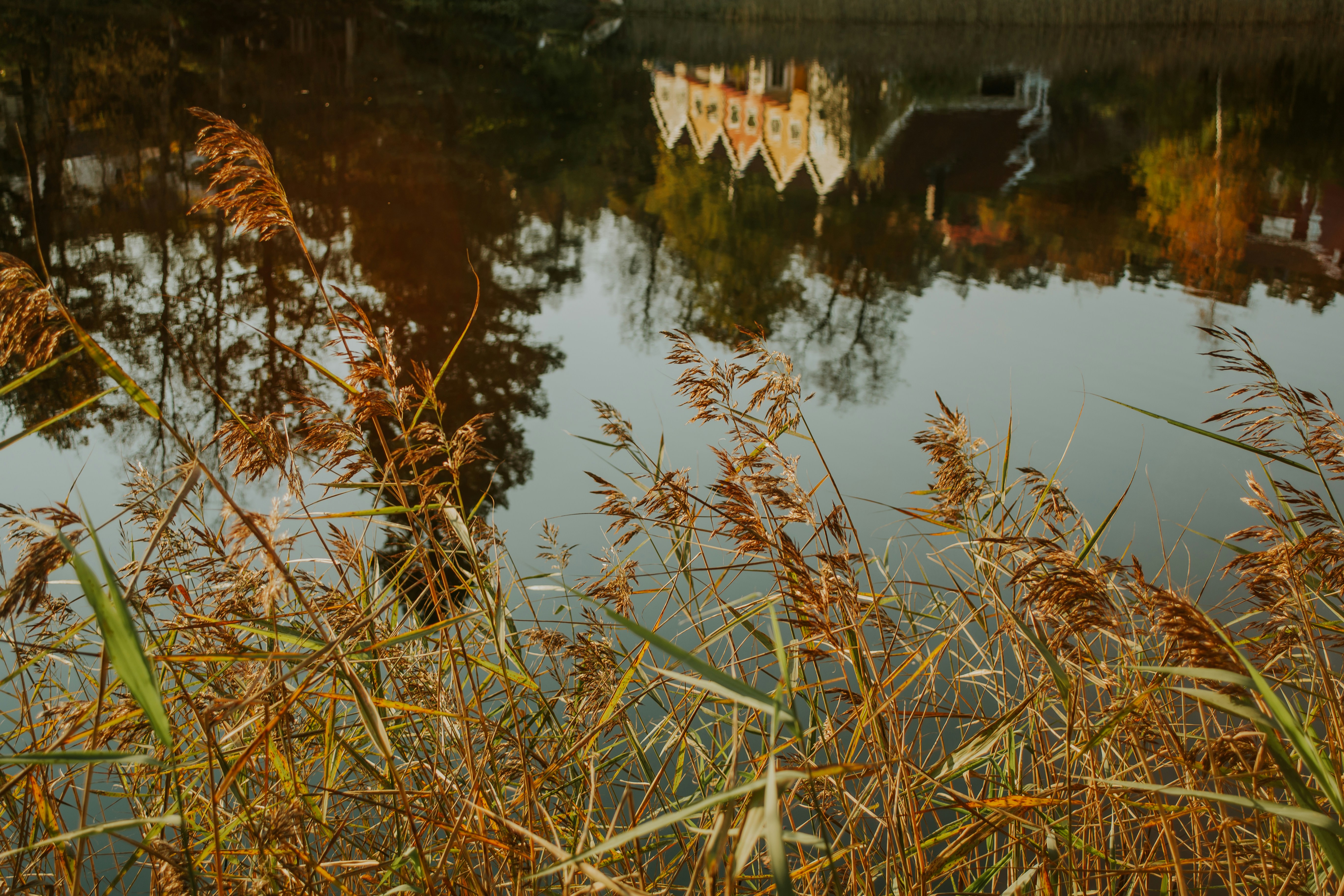 a body of water with plants around it