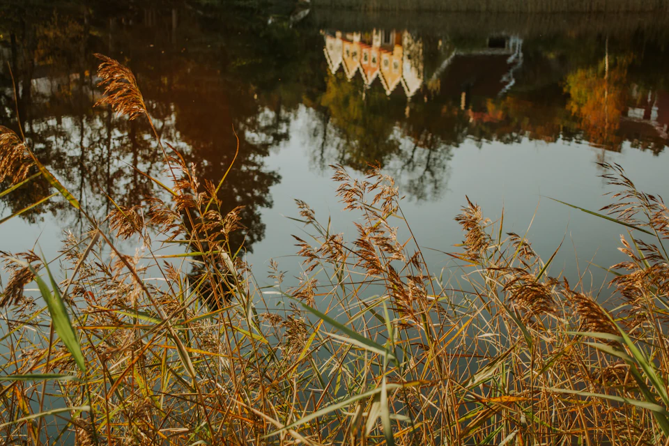 The image depicts a serene autumn scene with a tranquil lake surrounded by lush green trees and tall grasses. The calm water reflects the vibrant colors of the surrounding foliage, creating a beautiful mirror-like effect. In the distance, there is an old wooden house nestled among the trees, adding to the rustic charm of the landscape. The perspective of the image is taken from the shoreline, looking out towards the lake and the house, providing a comprehensive view of this picturesque scene.

The predominant colors in the image are shades of green, brown, and orange, which are characteristic of the autumn season. The tall grasses sway gently with the breeze, while the trees stand tall against the sky, their leaves displaying hues of yellow and red. The reflection on the water's surface adds a touch of sparkle to the scene, enhancing its overall beauty.