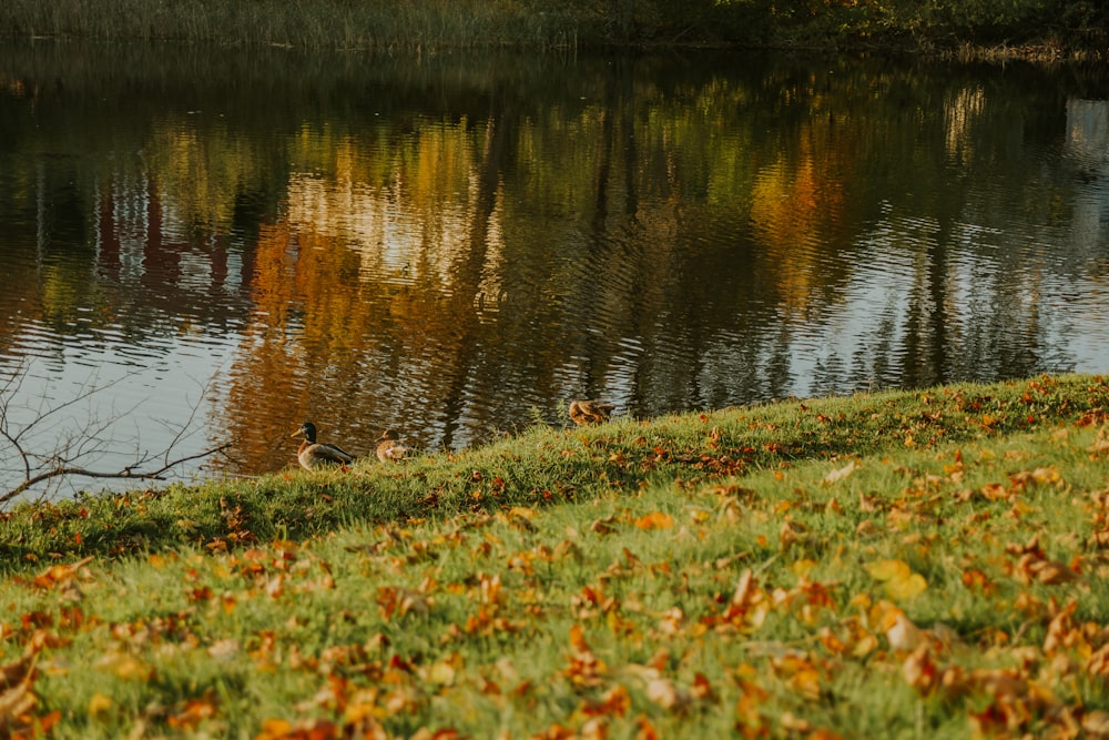 a duck in a pond