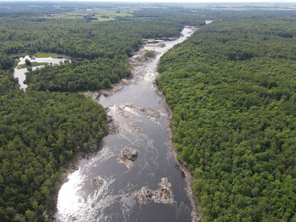 a river running through a forest