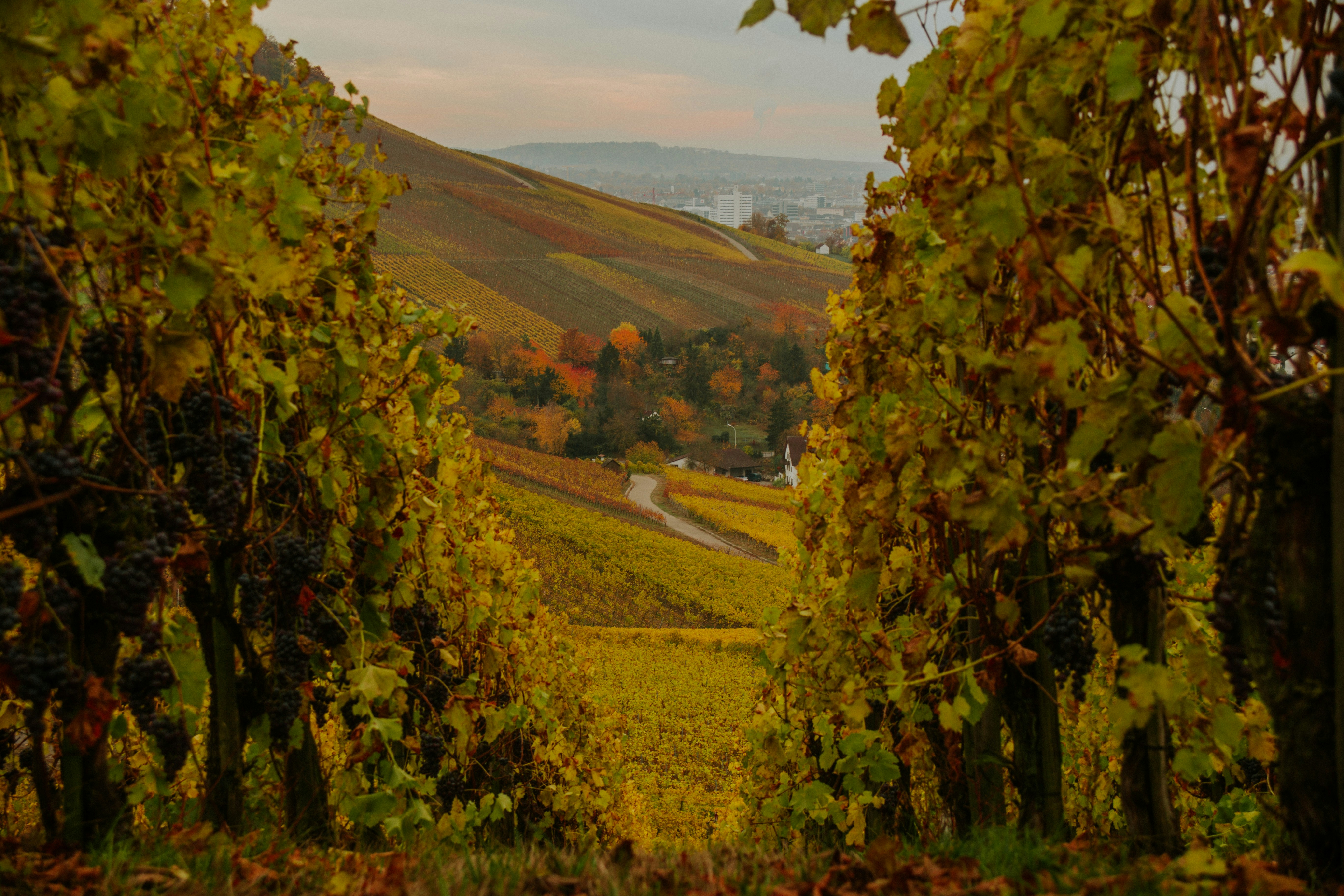 a road through a forest