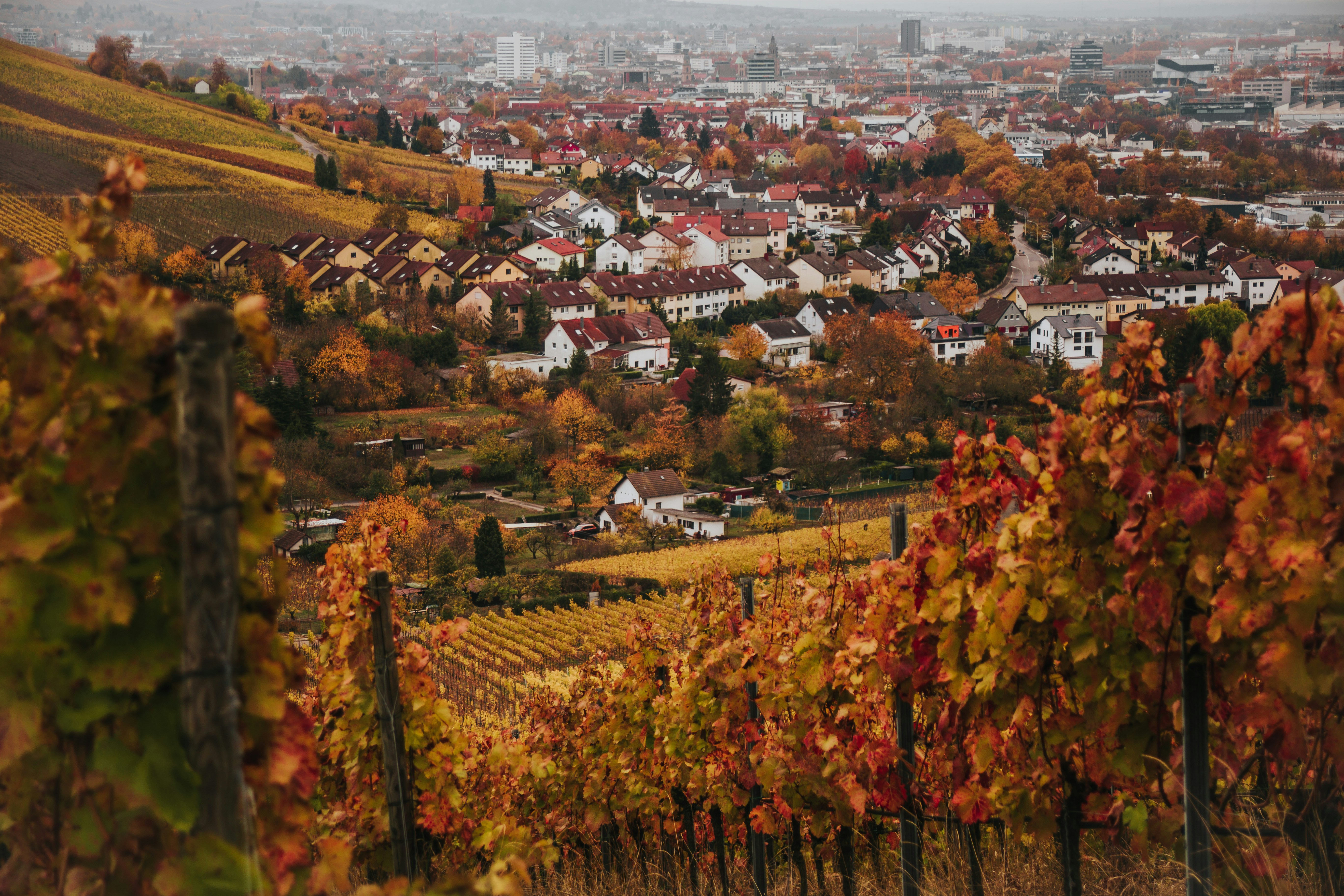 a city with many trees