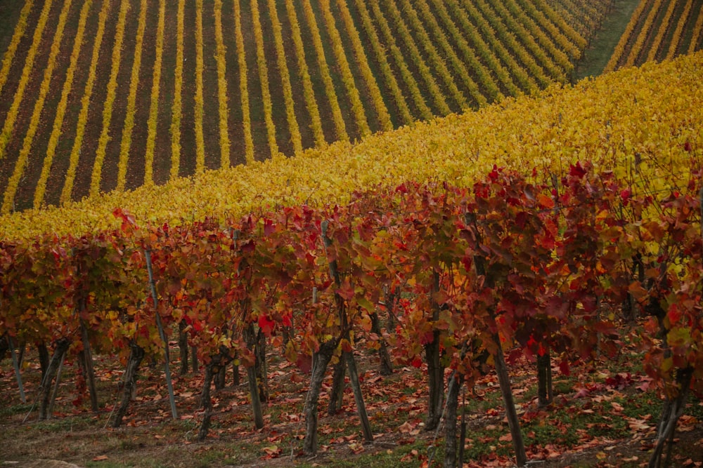 rows of red plants