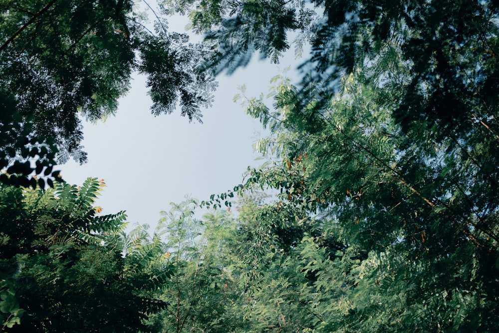 a group of trees