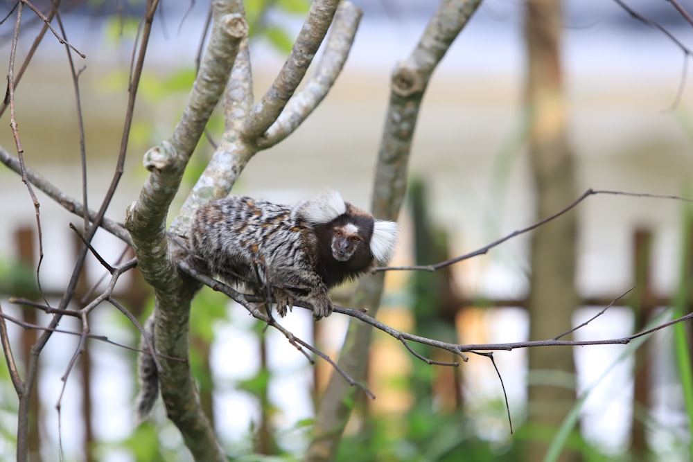 a monkey in a tree