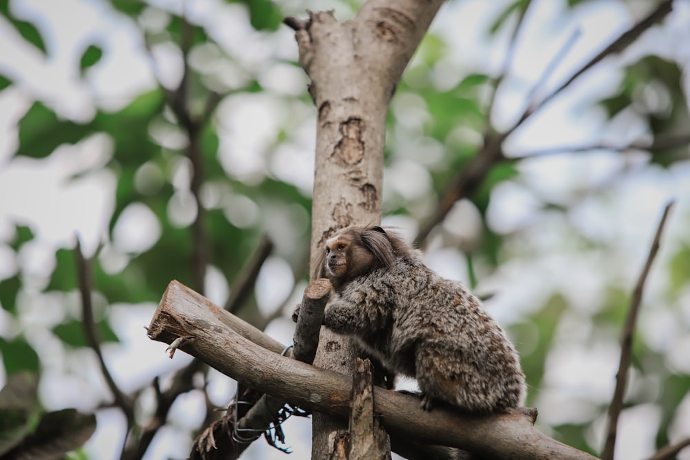 a koala bear in a tree