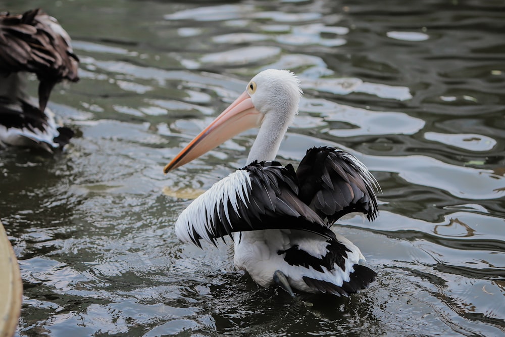 a bird swimming in water