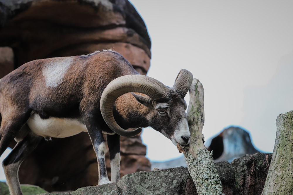 a goat with horns