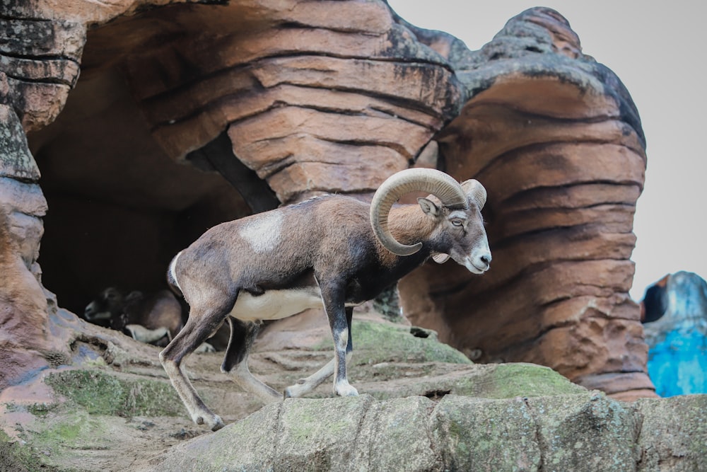 a ram walking on a rock