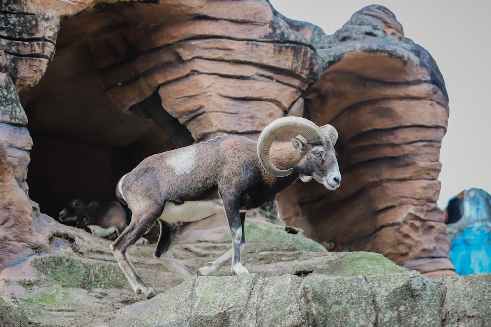 Ein Widder, der auf einem Felsen läuft