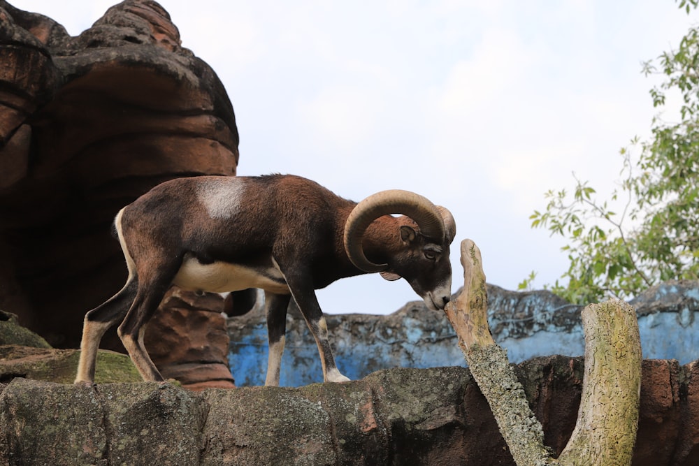 a goat with horns walking on a rock