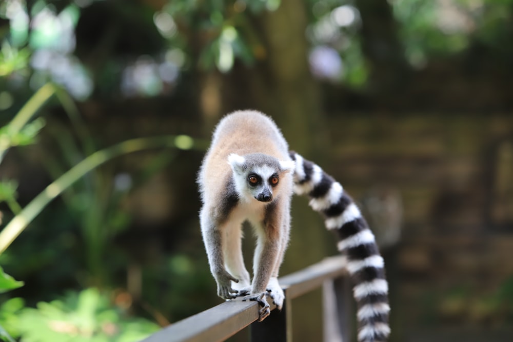 a lemur on a railing