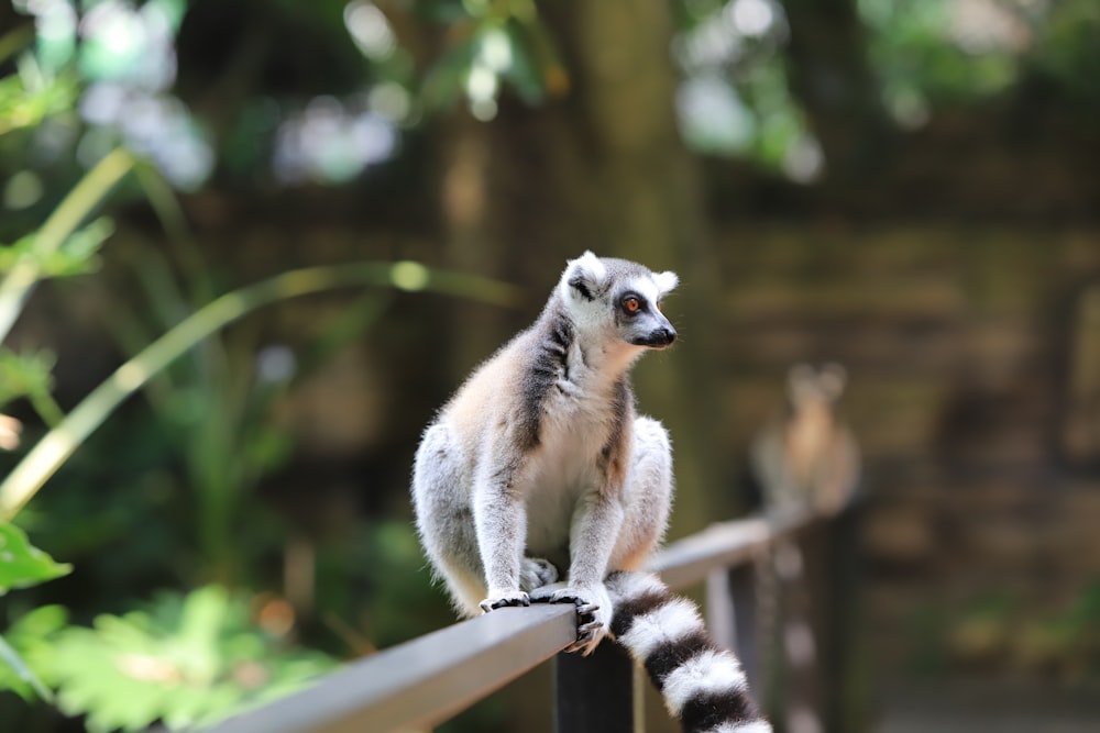 Ein Lemur sitzt auf einem Geländer