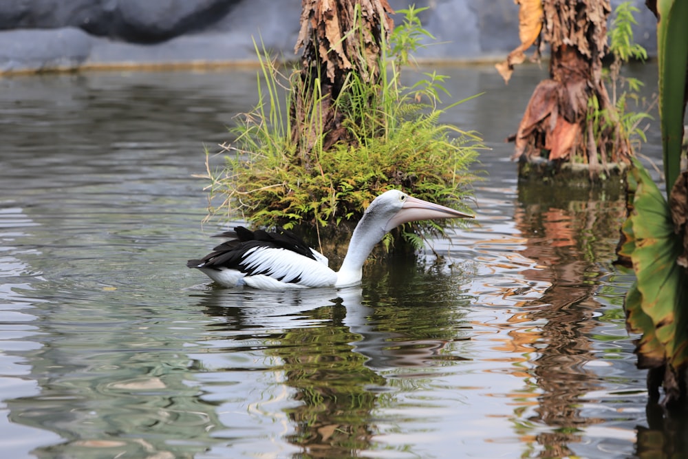 a bird in the water