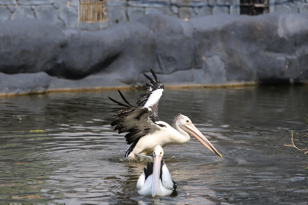 birds are swimming in water