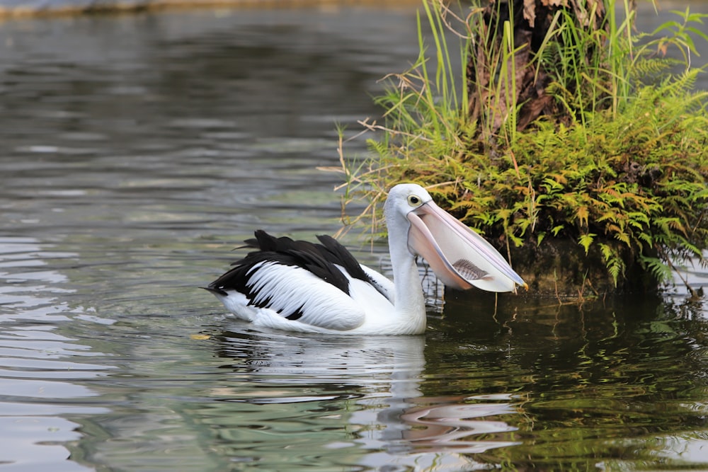 Un pájaro en el agua