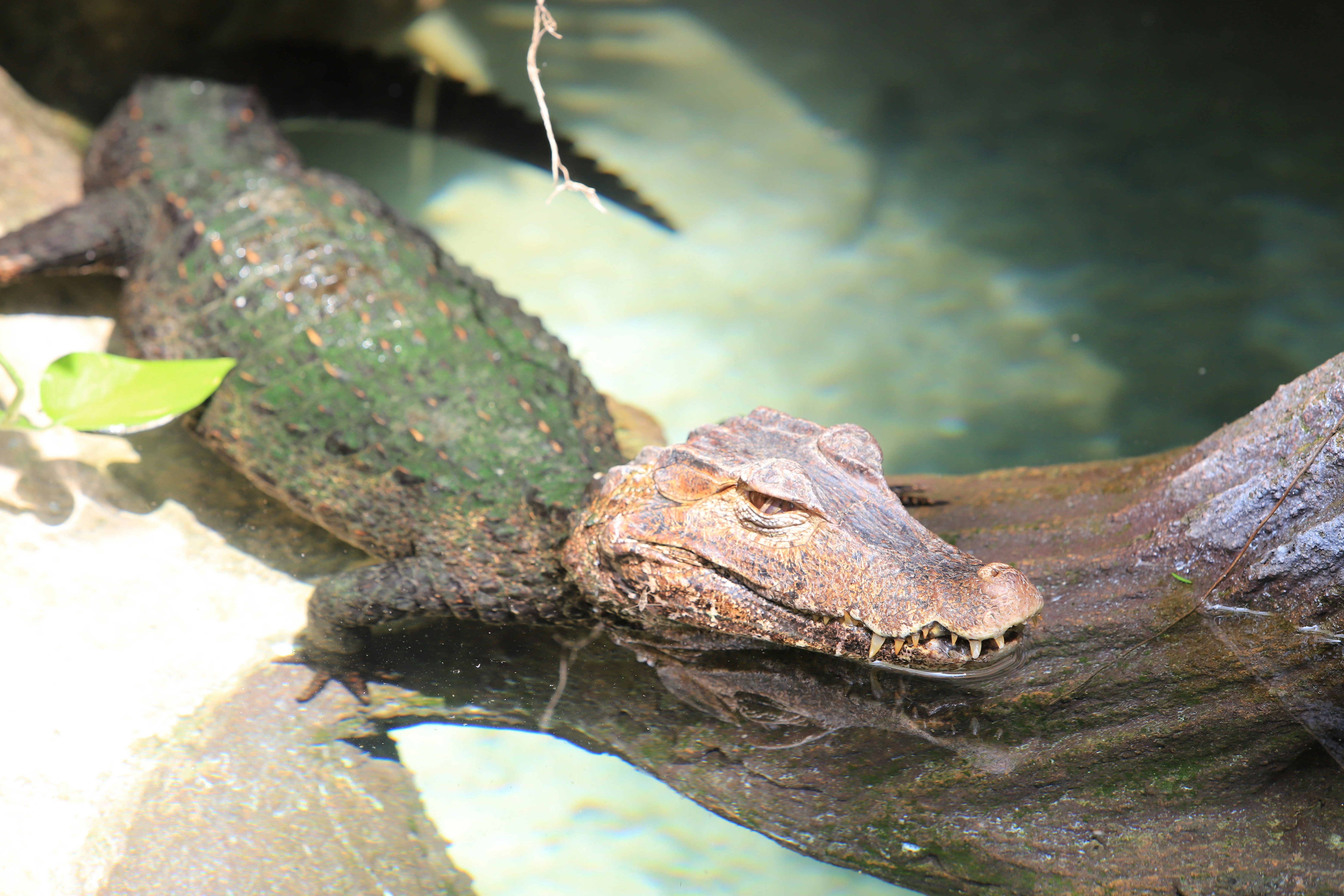 Cuvier's dwarf caiman or Paleosuchus palpebrosus, a small crocodilian in the alligator family from northern and central South America