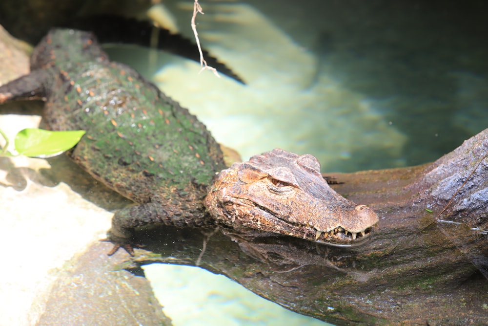 a turtle on a log