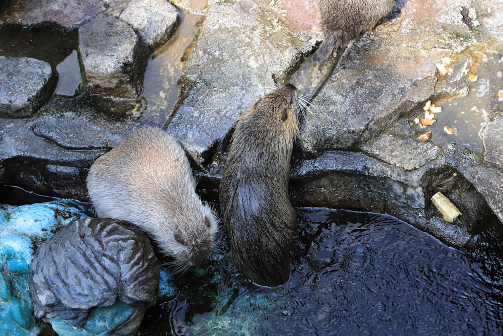 two otters on rocks