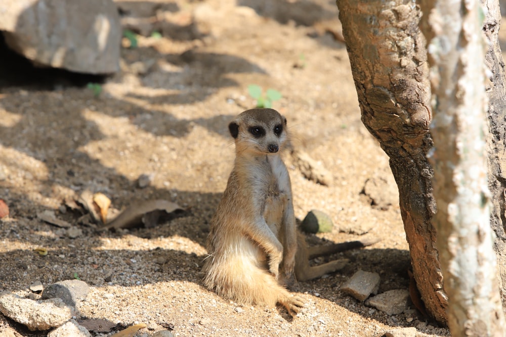 a small animal standing on dirt