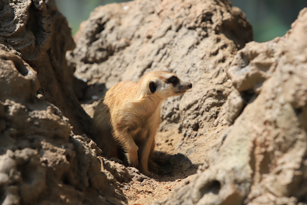 a small animal standing on rocks