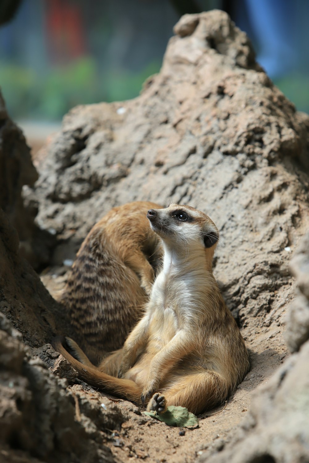 Una coppia di lontre su una roccia
