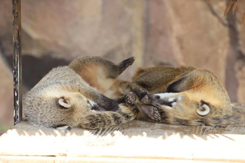 a couple of animals sleeping