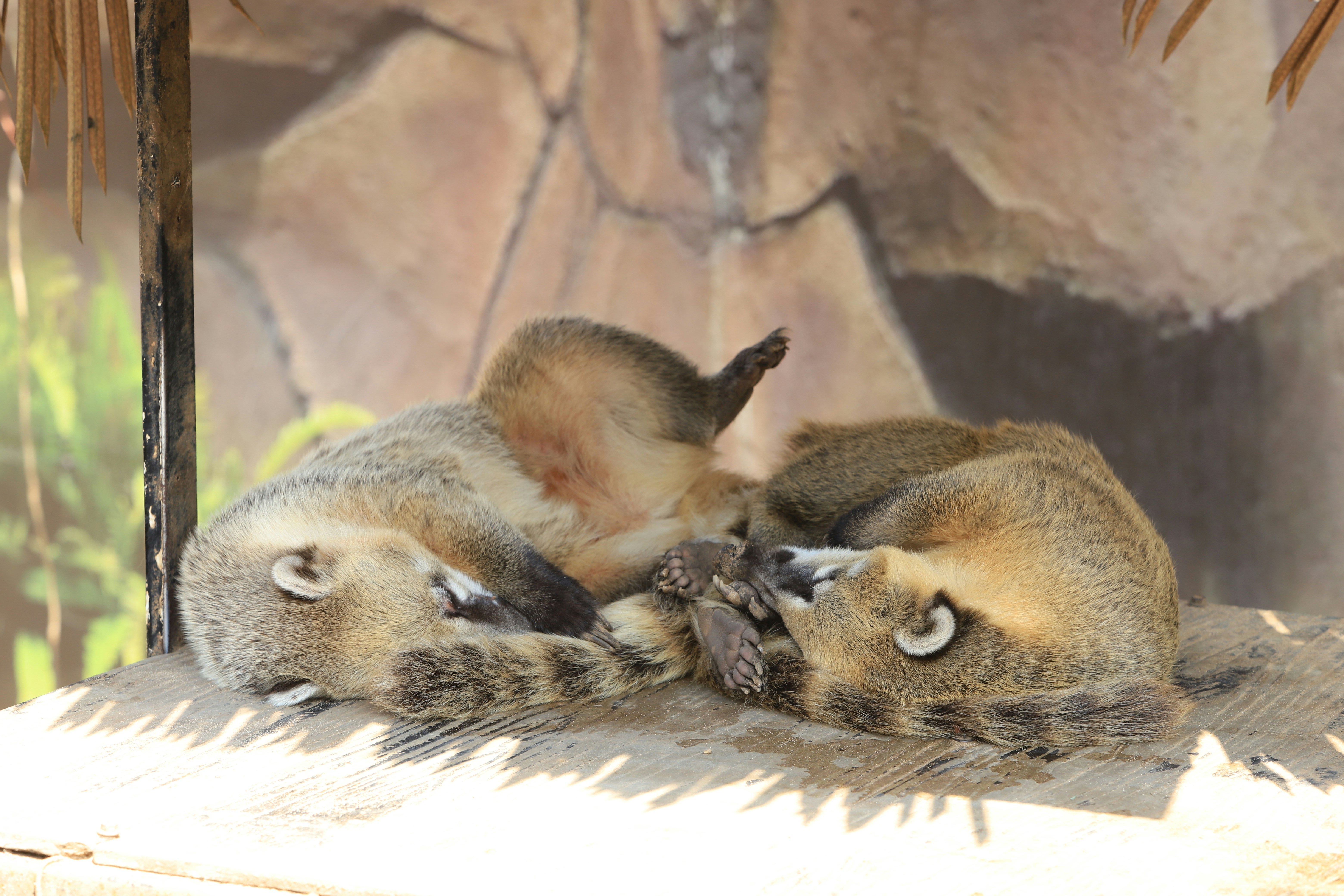 Coatis