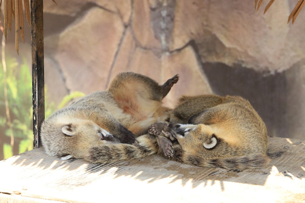 a couple of animals lay on a blanket