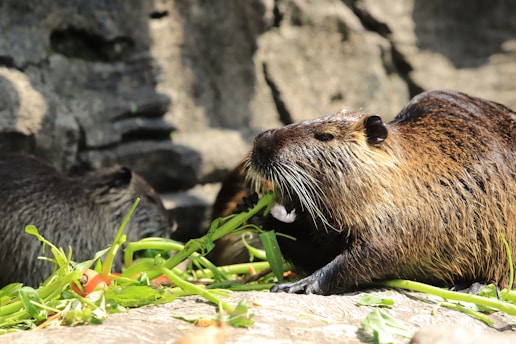 A brown rodent is chewing on green vegetation surrounded by rocks. Its fur appears wet and glossy under the sunlight, highlighting the texture and color. The environment seems natural, possibly a habitat that resembles a riverbank or forest setting.
