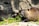 A brown rodent is chewing on green vegetation surrounded by rocks. Its fur appears wet and glossy under the sunlight, highlighting the texture and color. The environment seems natural, possibly a habitat that resembles a riverbank or forest setting.