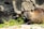 A brown rodent is chewing on green vegetation surrounded by rocks. Its fur appears wet and glossy under the sunlight, highlighting the texture and color. The environment seems natural, possibly a habitat that resembles a riverbank or forest setting.