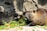 A brown rodent is chewing on green vegetation surrounded by rocks. Its fur appears wet and glossy under the sunlight, highlighting the texture and color. The environment seems natural, possibly a habitat that resembles a riverbank or forest setting.