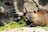 A brown rodent is chewing on green vegetation surrounded by rocks. Its fur appears wet and glossy under the sunlight, highlighting the texture and color. The environment seems natural, possibly a habitat that resembles a riverbank or forest setting.