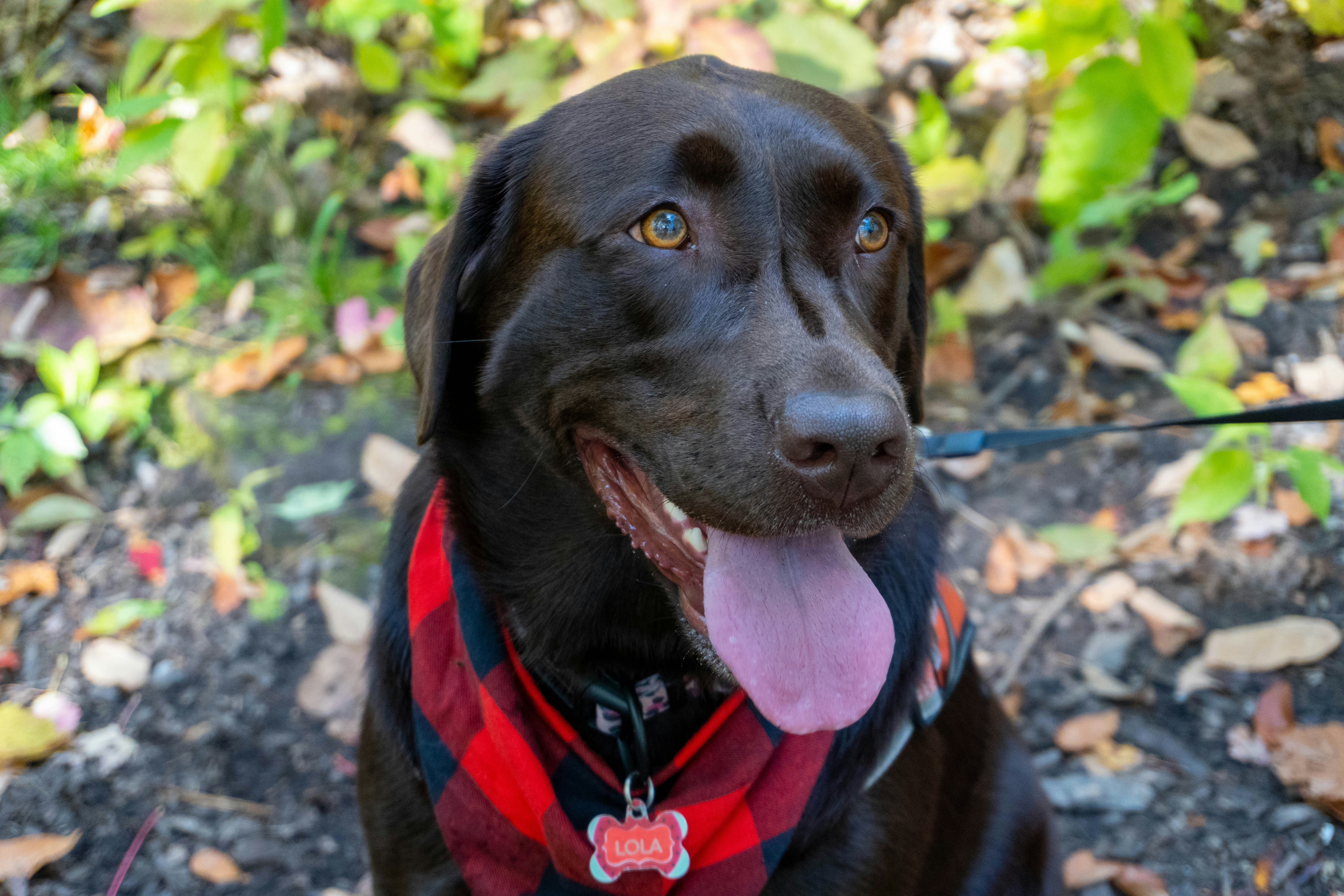 Excessive Panting When There's No Obvious Reason (image credits: unsplash)