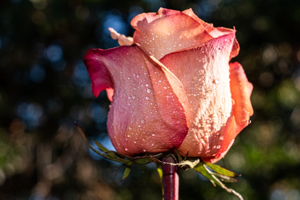 a red flower with water droplets on it