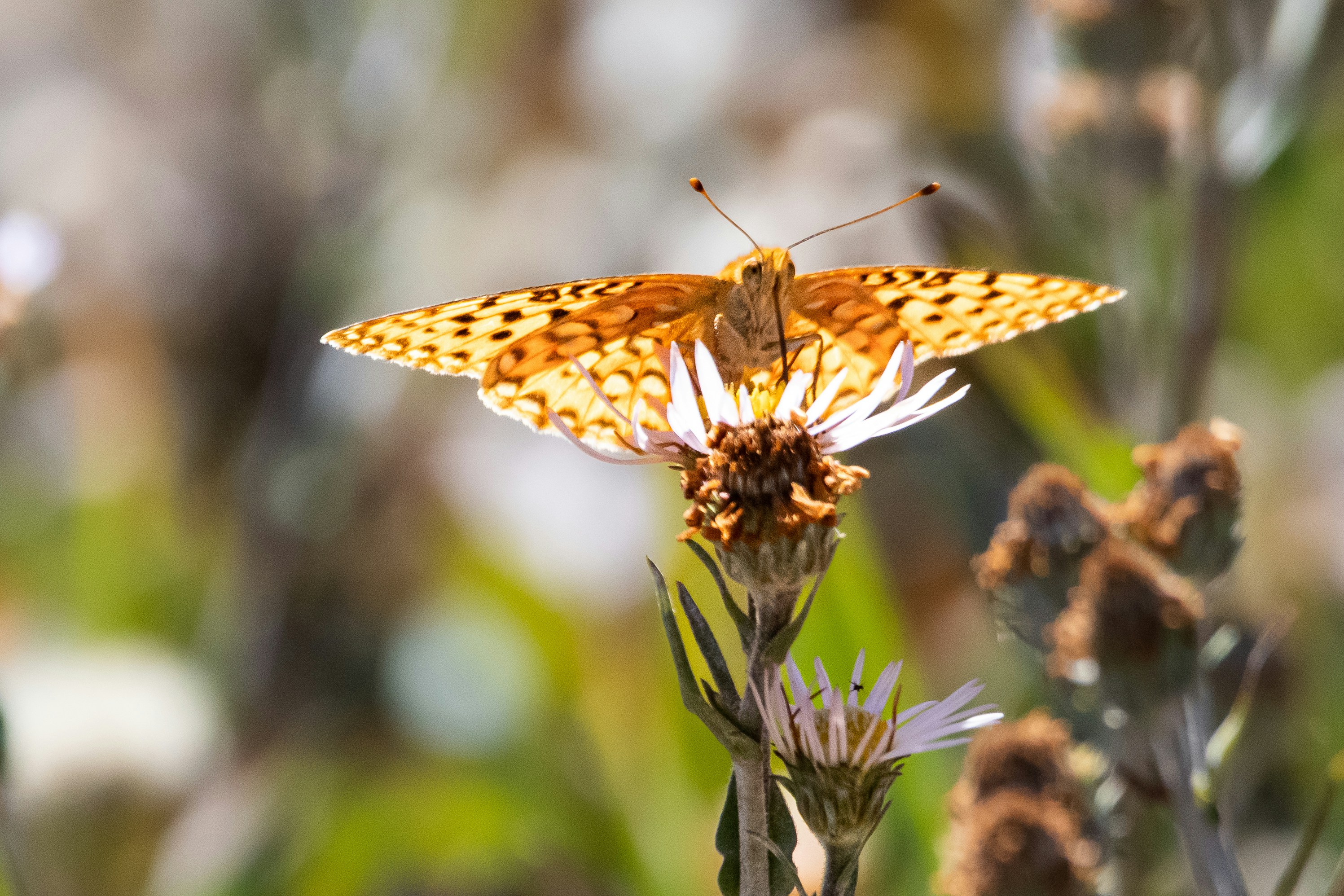 Photo by elisastonephotography