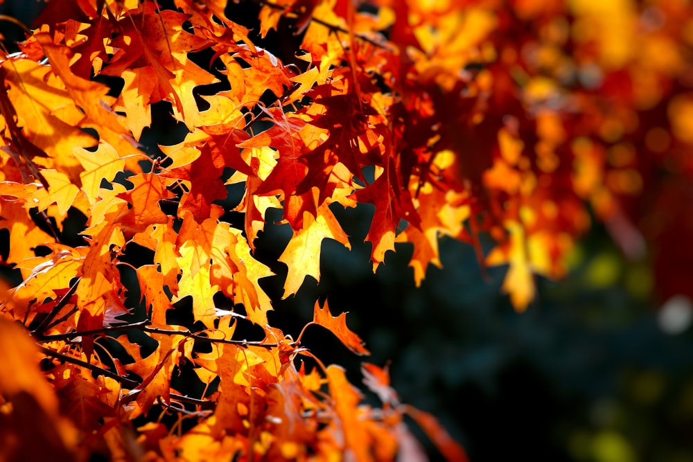 a close up of a tree with orange leaves